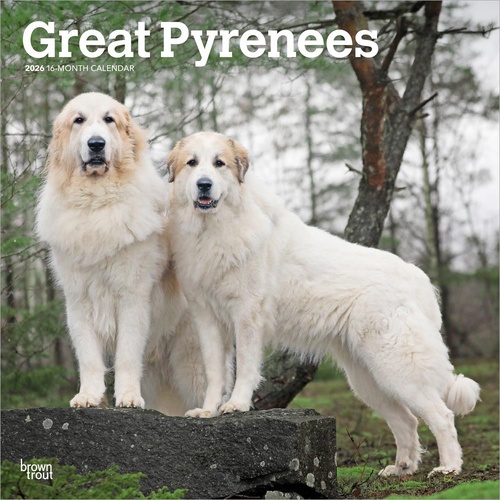 2026 Calendar Great Pyrenees 16-Month Square Wall, BrownTrout BT03531
