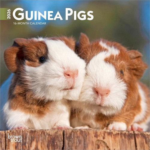 2026 Calendar Guinea Pigs 16-Month Mini Wall, BrownTrout BT03562