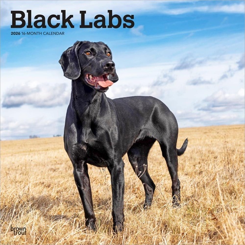 2026 Calendar Black Labs 16-Month Square Wall, BrownTrout BT04248