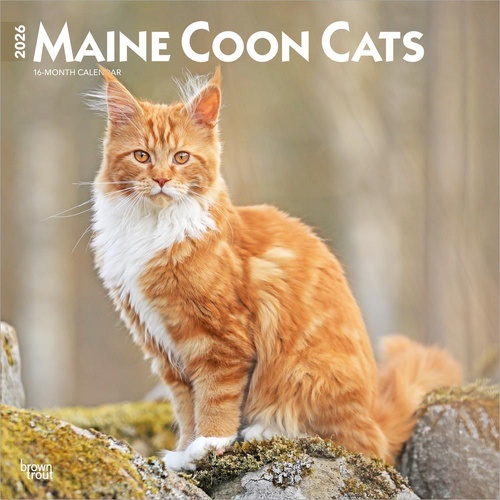 2026 Calendar Maine Coon Cats 16-Month Square Wall, BrownTrout BT04460