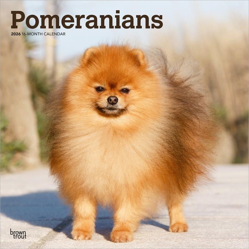 2026 Calendar Pomeranians 16-Month Square Wall, BrownTrout BT05153