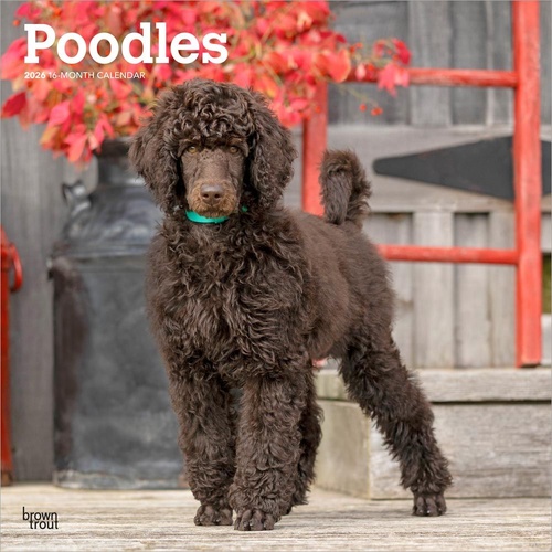 2026 Calendar Poodles 16-Month Square Wall, BrownTrout BT05160