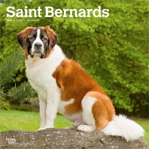2026 Calendar Saint Bernards 16-Month Square Wall, BrownTrout BT05405