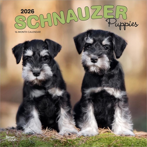 2026 Calendar Schnauzer Puppies 16-Month Square Wall, BrownTrout BT05443