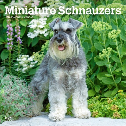 2026 Calendar Miniature Schnauzers 16-Month Square Wall, BrownTrout BT05467