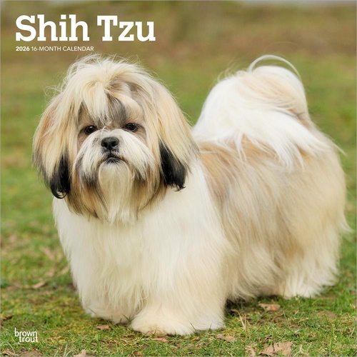 2026 Calendar Shih Tzu 16-Month Square Wall, BrownTrout BT05535