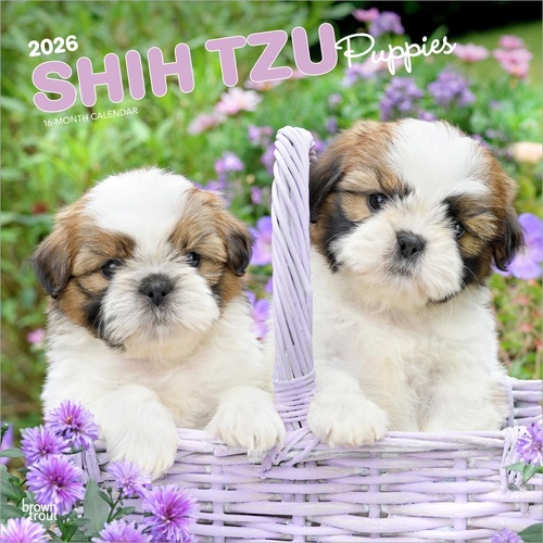 2026 Calendar Shih Tzu Puppies 16-Month Square Wall, BrownTrout BT05559