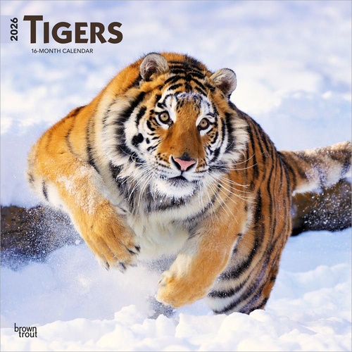 2026 Calendar Tigers 16-Month Square Wall, BrownTrout BT05900