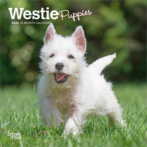 2026 Calendar Westie Puppies 16-Month Mini Wall, BrownTrout BT06259