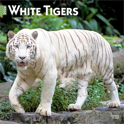 2026 Calendar White Tigers 16-Month Square Wall, BrownTrout BT06341