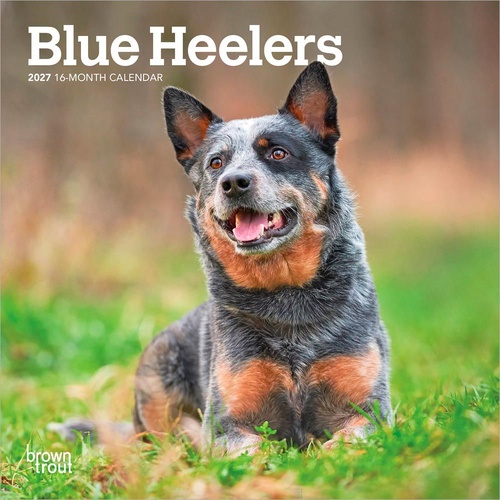2027 16-Month Calendar Blue Heelers Mini Wall, Browntrout BT09908