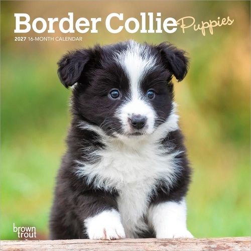 2027 16-Month Calendar Border Collie Puppies Mini Wall, Browntrout BT09915
