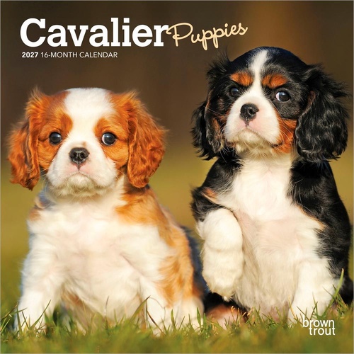 2027 16-Month Calendar Cavalier King Charles Spaniel Puppies Mini Wall, Browntrout BT09953