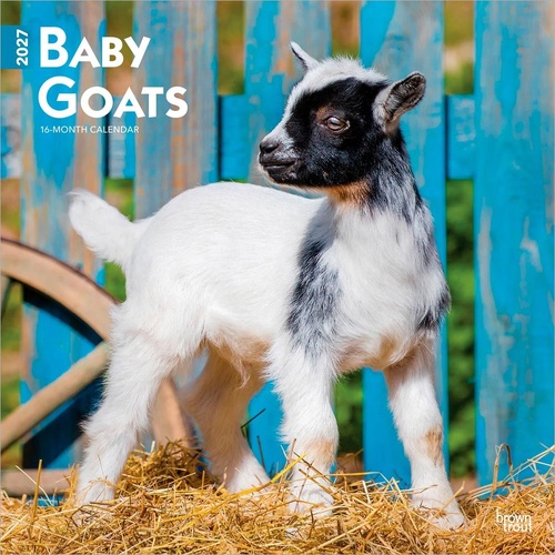2027 16-Month Calendar Baby Goats Square Wall, Browntrout BT11857