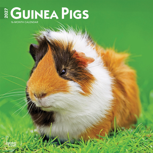 2027 16-Month Calendar Guinea Pigs Square Wall, Browntrout BT11901