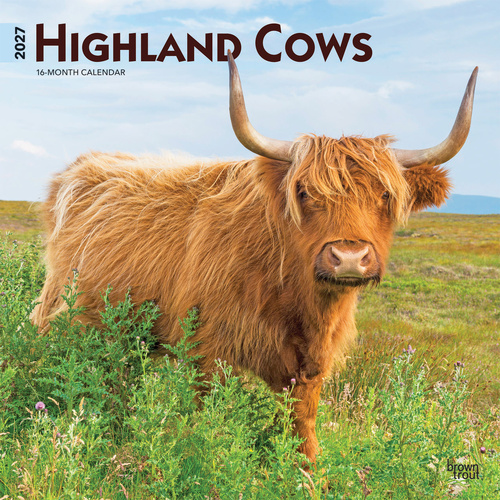2027 16-Month Calendar Highland Cows Square Wall, Browntrout BT11918