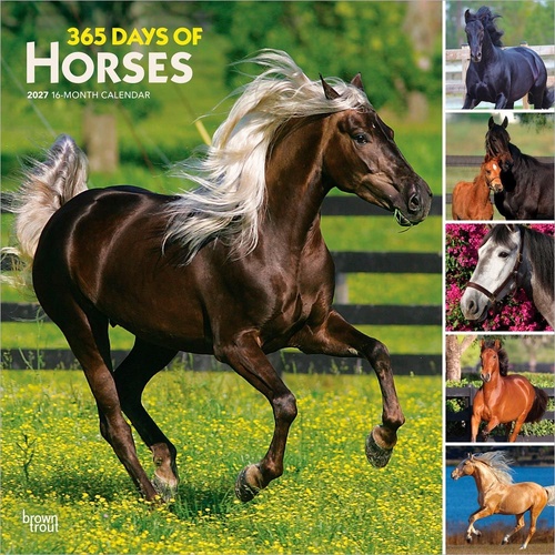 2027 16-Month Calendar 365 Days of Horses Square Wall, Browntrout BT12007