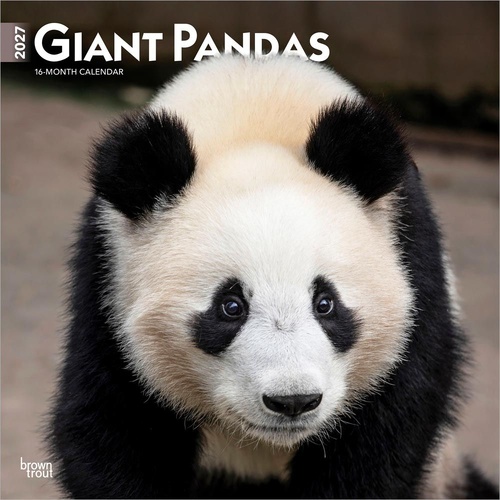 2027 16-Month Calendar Giant Pandas Square Wall, Browntrout BT12045