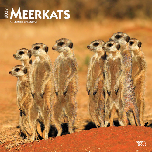 2027 16-Month Calendar Meerkats Square Wall, Browntrout BT12076