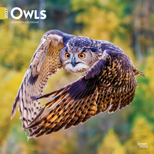 2027 16-Month Calendar Owls Square Wall, Browntrout BT12090