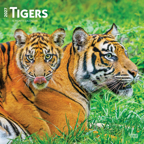 2027 16-Month Calendar Tigers Square Wall, Browntrout BT12120