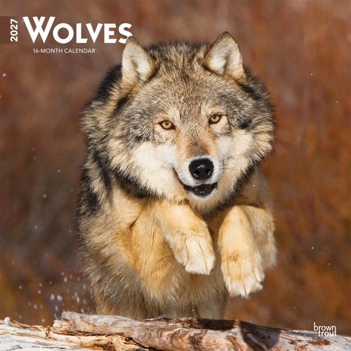 2027 16-Month Calendar Wolves Square Wall, Browntrout BT12151