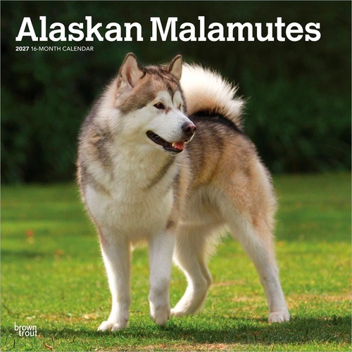 2027 16-Month Calendar Alaskan Malamutes Square Wall, Browntrout BT12168
