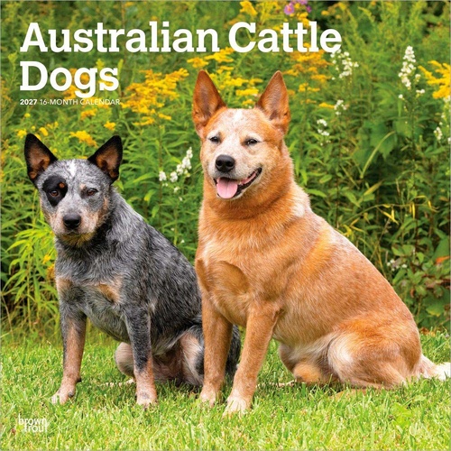 2027 16-Month Calendar Australian Cattle Dogs Square Wall, Browntrout BT12182