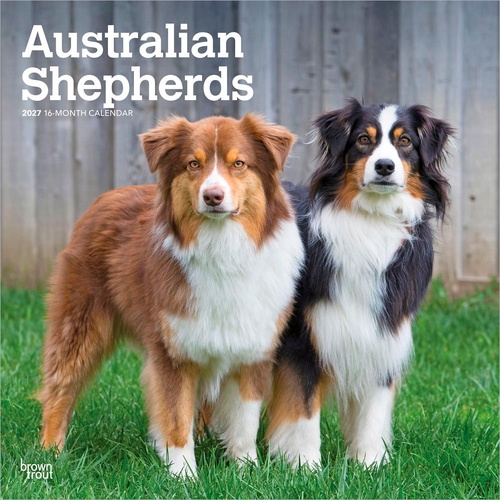 2027 16-Month Calendar Australian Shepherds Square Wall, Browntrout BT12205