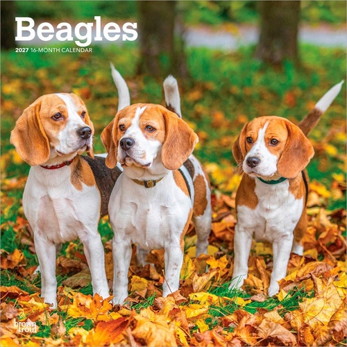 2027 16-Month Calendar Beagles Square Wall, Browntrout BT12229