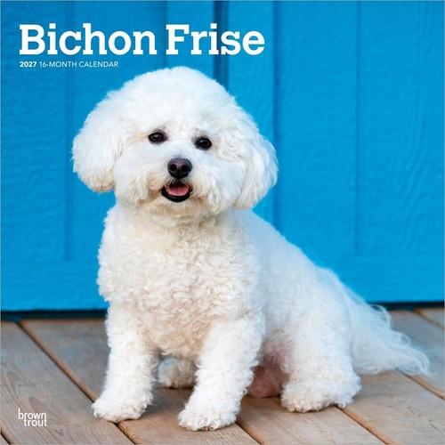 2027 16-Month Calendar Bichon Frise Square Wall, Browntrout BT12243