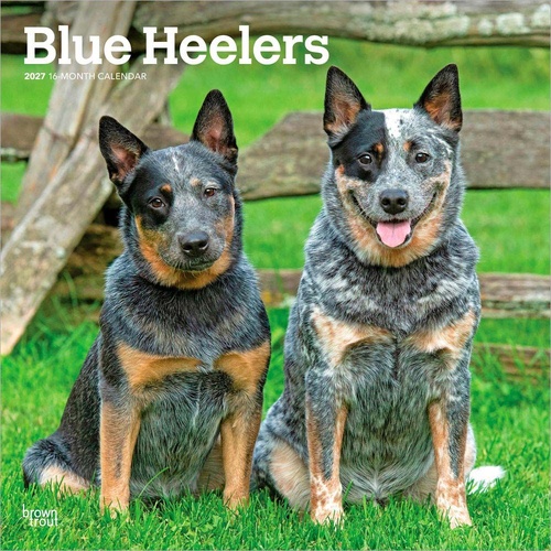 2027 16-Month Calendar Blue Heelers Square Wall, Browntrout BT12250