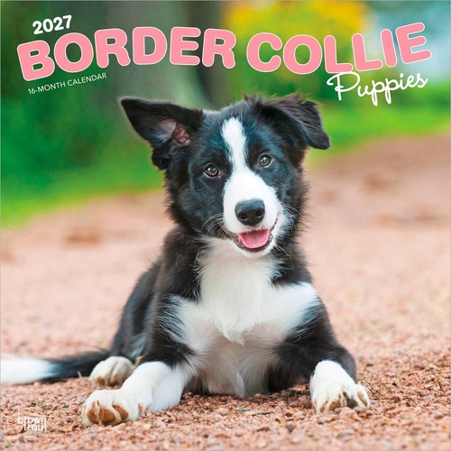 2027 16-Month Calendar Border Collie Puppies Square Wall, Browntrout BT12267