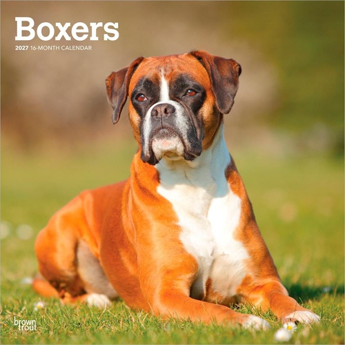 2027 16-Month Calendar Boxers International Edition Square Wall, Browntrout BT12304
