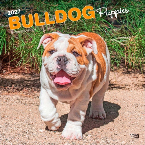 2027 16-Month Calendar Bulldog Puppies Square Wall, Browntrout BT12328