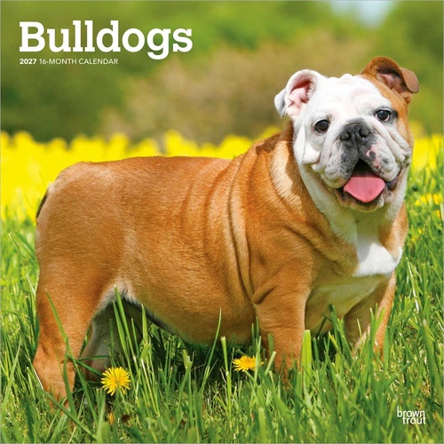 2027 16-Month Calendar Bulldogs Square Wall, Browntrout BT12335