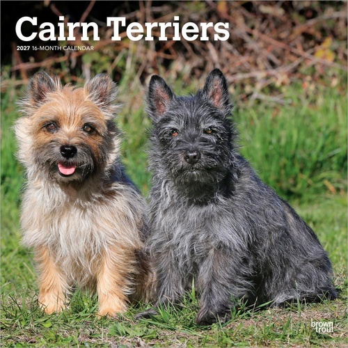 2027 16-Month Calendar Cairn Terriers Square Wall, Browntrout BT12342