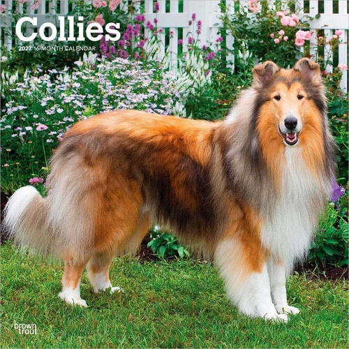 2027 16-Month Calendar Collies Square Wall, Browntrout BT12373