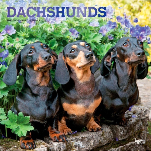 2027 16-Month Calendar Dachshunds Square Wall, Browntrout BT12397