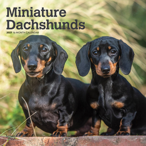 2027 16-Month Calendar Miniature Dachshunds Square Wall, Browntrout BT12403