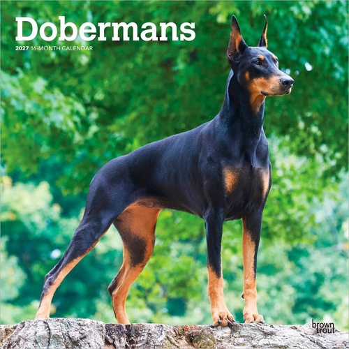 2027 16-Month Calendar Dobermans Square Wall, Browntrout BT12410