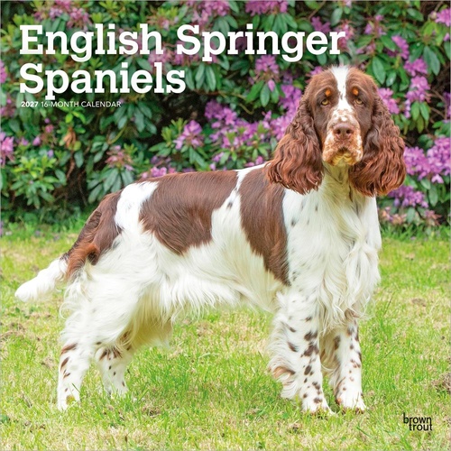 2027 16-Month Calendar English Springer Spaniels Square Wall, Browntrout BT12427