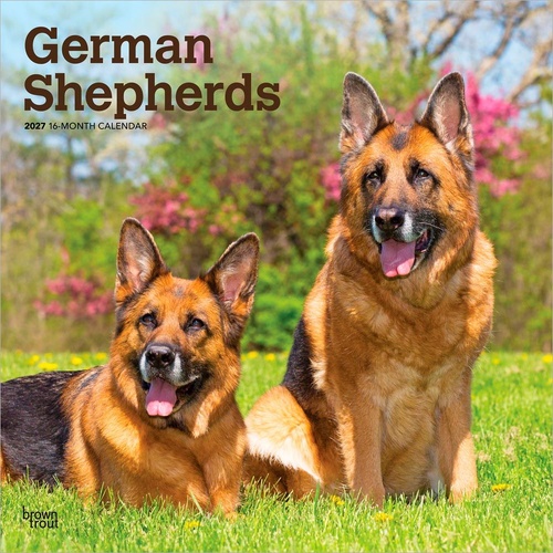 2027 16-Month Calendar German Shepherds Square Wall, Browntrout BT12441