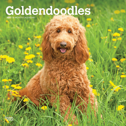 2027 16-Month Calendar Goldendoodles Square Wall, Browntrout BT12489