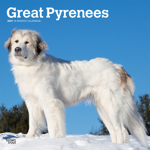 2027 16-Month Calendar Great Pyrenees Square Wall, Browntrout BT12496