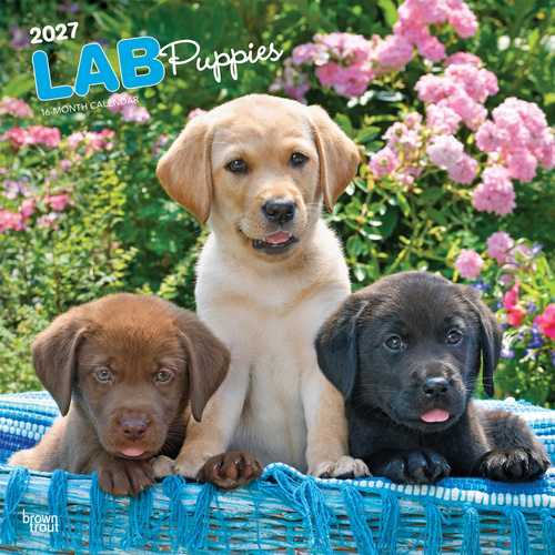 2027 16-Month Calendar Labrador Retriever Puppies Square Wall, Browntrout BT12519