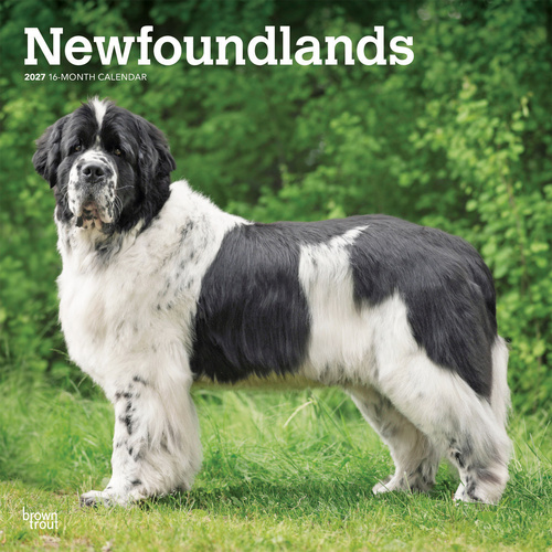 2027 16-Month Calendar Newfoundlands Square Wall, Browntrout BT12588