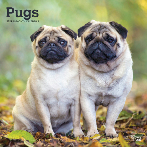 2027 16-Month Calendar Pugs Square Wall, Browntrout BT12601