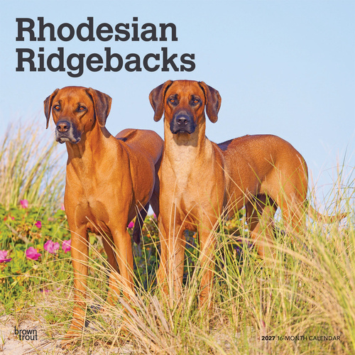 2027 16-Month Calendar Rhodesian Ridgebacks Square Wall, Browntrout BT12618