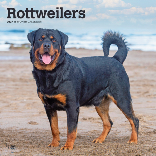 2027 16-Month Calendar Rottweilers Square Wall, Browntrout BT12625